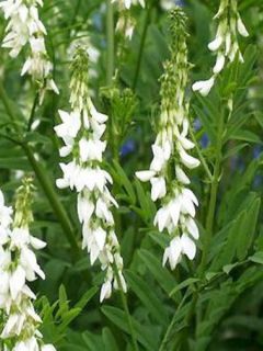 Galégia, Rue de chèvre 'Alba'