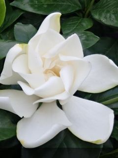 Gardenia 'Summer Snow'
