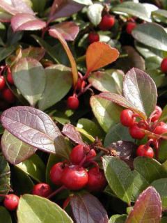 Gaulthérie couchée