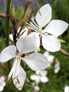 Gaura de lindheimer 'Blanche'