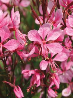 Gaura lindheimeri 'Gambit Rose'