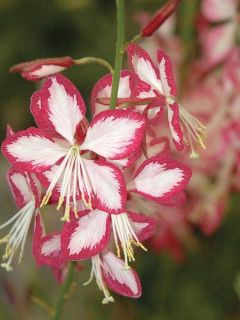 Gaura lindheimeri 'Rosy Jane'