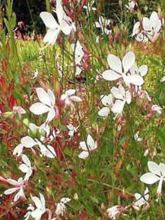 Gaura lindheimeri 'Whirling Butterflies'