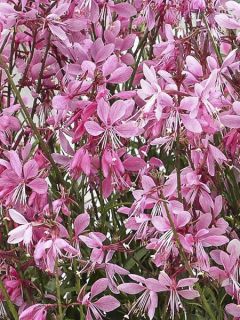 Gaura lindheimeri Baby Butterfly Dark Pink ® - Gaura de Lindheimer nain