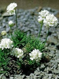 Gazon d'Espagne, Armérie maritime 'Alba'
