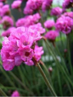 Gazon d'Espagne, Armérie maritime 'Rosea'
