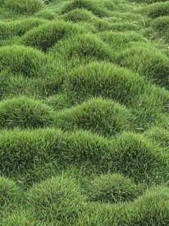 Zoysia tenuifolia - Gazon des Mascareignes
