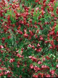 Genêt 'Boskoop Ruby'