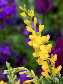 Genêt de Ténérife 'Phebus '