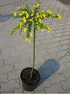 Genêt 'Golden Tears'