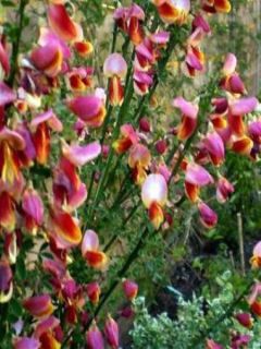 Genêt - Cytisus Maria Burkwood
