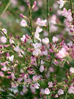 Genêt 'Moyclare Pink'