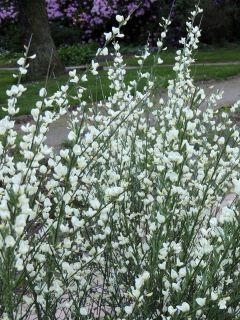 Genêt précoce 'Albus'