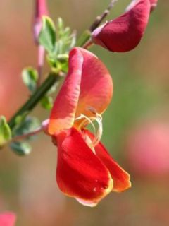 Genêt 'Red Favorite'