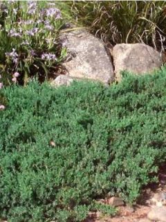 Juniperus conferta Blue Pacific - Genévrier des plages Juniperus conferta Blue Pacific - Genévrier des plages