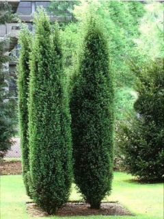 Genévrier commun - Juniperus communis Hibernica Genévrier commun - Juniperus communis Hibernica