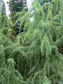 Juniperus communis Horstmann - Genévrier commun Juniperus communis Horstmann - Genévrier commun