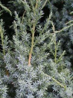 Juniperus chinensis Blue Alps Juniperus chinensis Blue Alps