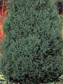 Genévrier de Chine - Juniperus chinensis Stricta Genévrier de Chine - Juniperus chinensis Stricta