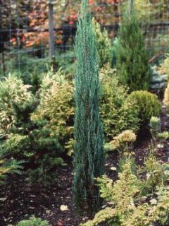 Genévrier de Virginie 'Blue Arrow' Genévrier de Virginie 'Blue Arrow'