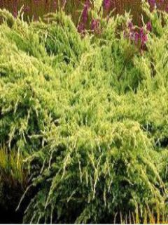 Juniperus squamata Holger - Genévrier écailleux Juniperus squamata Holger - Genévrier écailleux