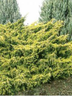 Genévrier 'Gold Coast' Genévrier 'Gold Coast'