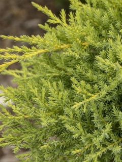 Genévrier 'Goldkissen' Genévrier 'Goldkissen'