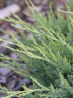Genévrier horizontal - Juniperus horizontalis Agnieszka Genévrier horizontal - Juniperus horizontalis Agnieszka