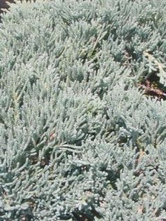 Genévrier horizontal ICEE BLUE®'Monber' Genévrier horizontal ICEE BLUE®'Monber'