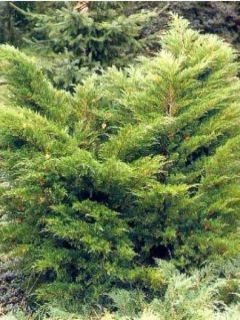 Genévrier - Juniperus x media Mint Julep Genévrier - Juniperus x media Mint Julep