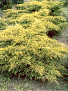 Genévrier 'Old Gold' Genévrier 'Old Gold'