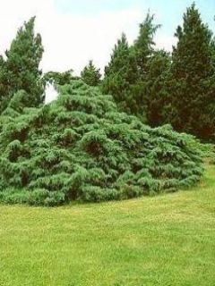 Genévrier de Pfitzer - Juniperus pfitzeriana Glauca Genévrier de Pfitzer - Juniperus pfitzeriana Glauca