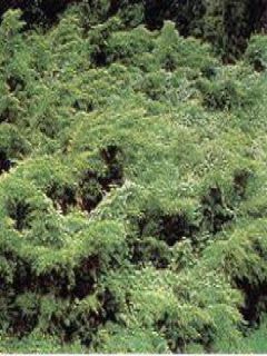 Genévrier sabine 'Blue Danube' Genévrier sabine 'Blue Danube'