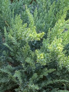 Genévrier sabine - Juniperus sabina Tam No Blight Genévrier sabine - Juniperus sabina Tam No Blight
