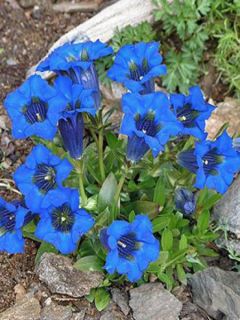 Gentiane acaule
