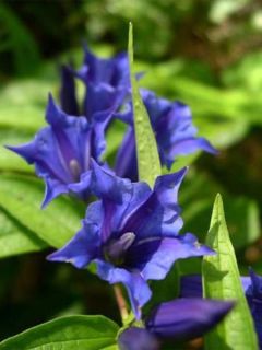 Gentiane asclépiade