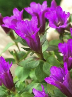 Gentiana Little Pinkie - Gentiane hybride.
