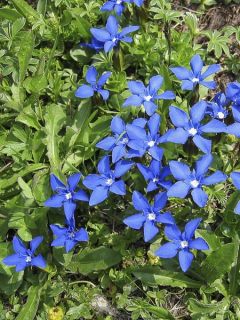 Gentiane printanière