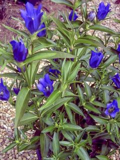 Gentiane 'True Blue '