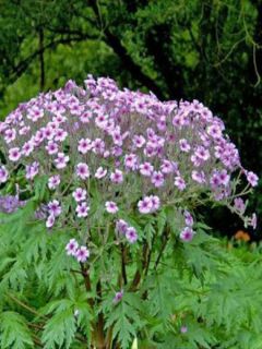 Géranium de Madère