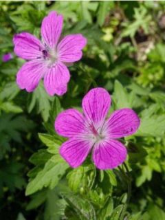 Géranium des marais