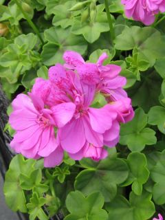 Géranium lierre à fleur double 'Amelit'