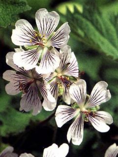Géranium vivace à feuilles de crèpe