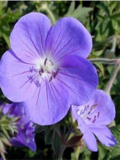 Géranium vivace 'Brookside'