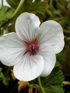 Géranium vivace 'Combland White'