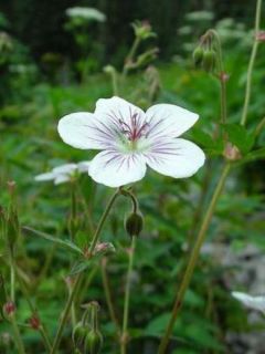 Géranium vivace richardsonii - Géranium vivace de Richardson