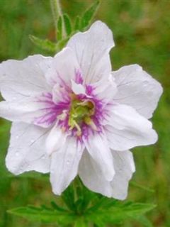 Géranium vivace des près 'Algera Double'