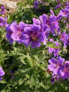 Géranium vivace ibericum