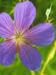 Géranium vivace clarkei Kashmir Blue - Géranium de Clark bleu