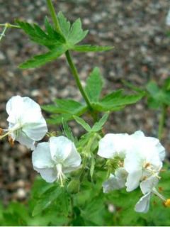 Géranium vivace livide 'Album'